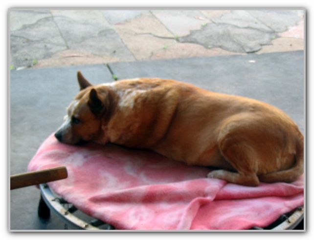 CJ Pet Chooch RIP